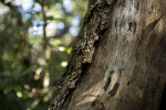 Peeling Bark