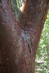 Peeling Gumbo Limbo Bark