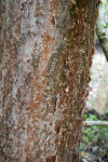 Peeling Gumbo Limbo