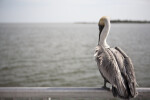 Pelican from Behind