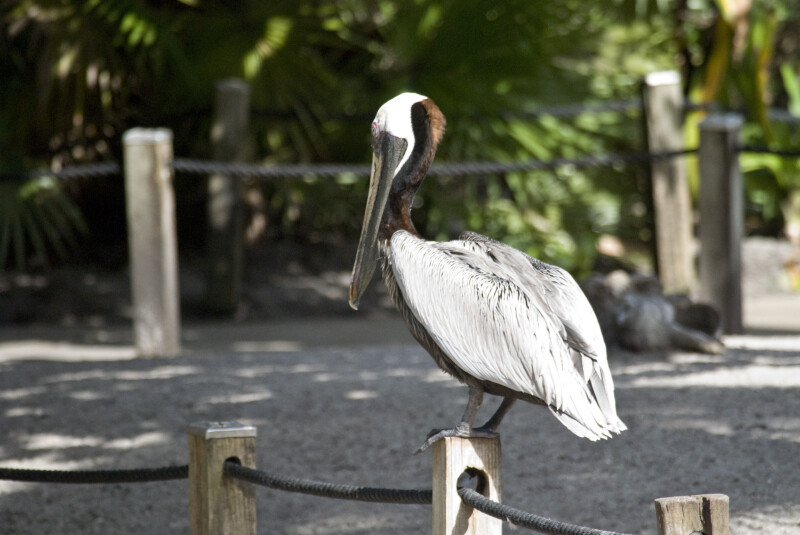 Pelican from Side