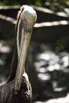 Pelican Grooming
