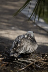 Pelican in Shade