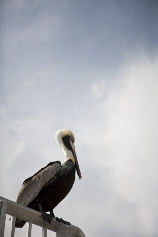 Pelican on Fishing Pier