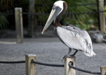 Pelican on Post