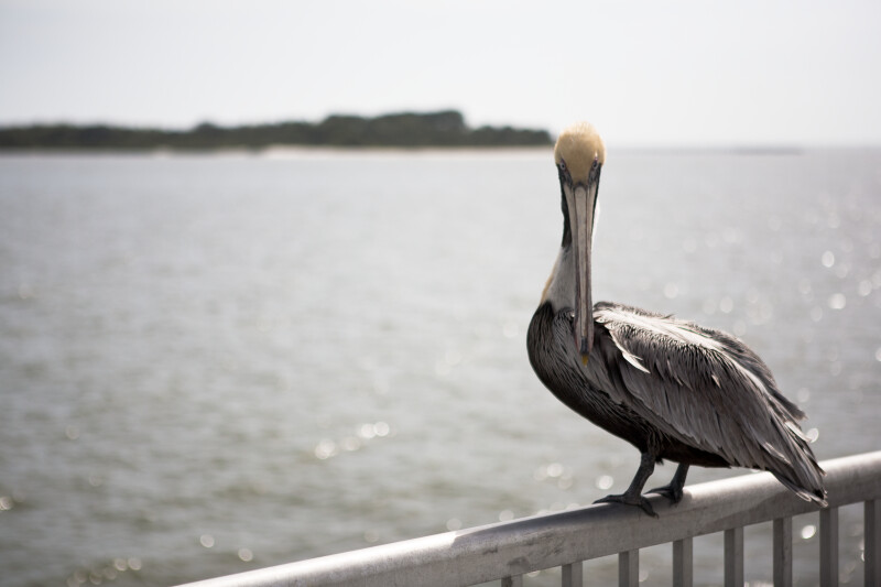 Pelican on Rail