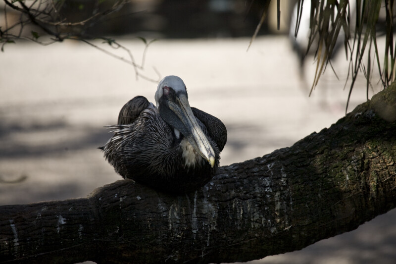 Pelican Sleeping