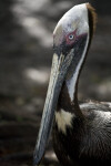 Pelican's Head