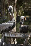 Pelicans on Platform