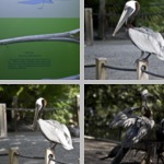 Pelicans photographs