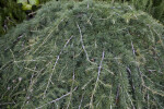 Pendulous Cedar of Lebanon "Pendula"