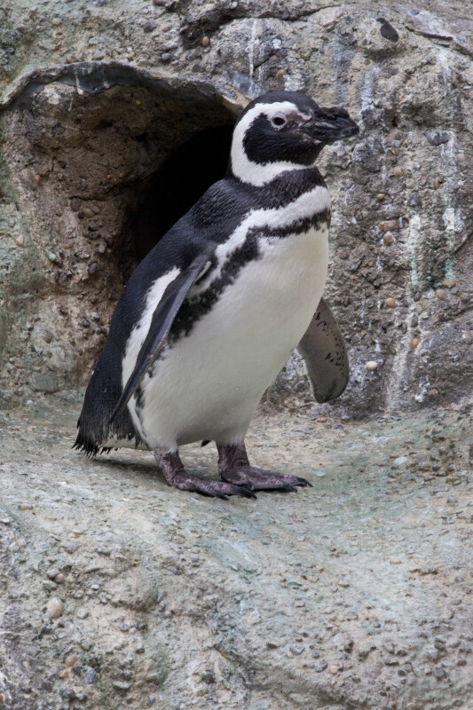 Penguin on Ledge
