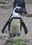 Penguin Standing Behind Small Rock at the Artis Royal Zoo