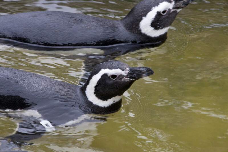 Penguins in Water