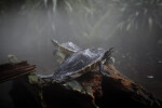 Peninsula Cooter Resting on Fallen Log in a Foggy Area