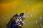 Peninsular Cooter Looking for Food