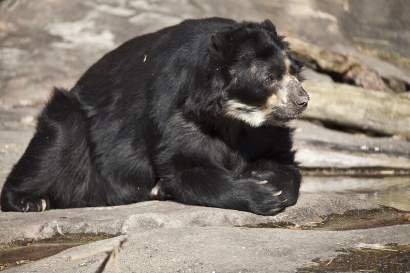 Pensive Spectacled Bear