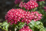 Pentas Flowers