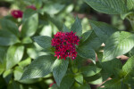 Pentas Flowers