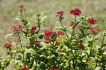 Pentas lanceolata