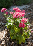 Pentas Plant