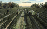 People in the Fields Harvesting Celery, on a Farm in Florida