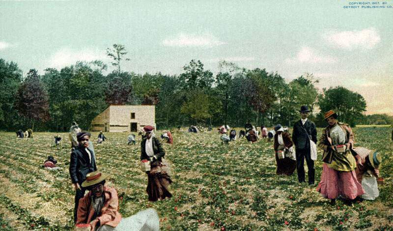 People in the Fields Picking Straberries, Near Charleston, South Carolina