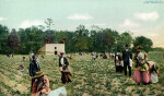 People in the Fields Picking Straberries, Near Charleston, South Carolina