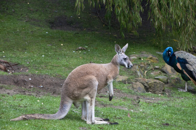Perched Kangaroo