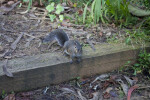 Perched Squirrel