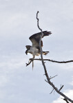 Peregrine Falcon on a Bare Tree Branch