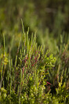 Perennial Glasswort