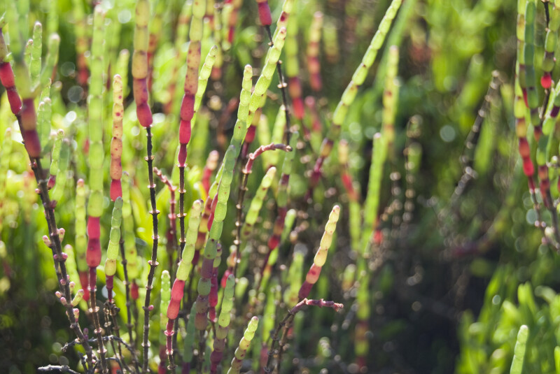 Perennial Glasswort Detail
