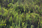 Perennial Glasswort Plants