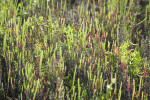 Perennial Glasswort