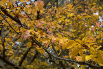 Persian Parrotia Branches