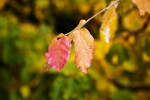 Persian Parrotia Leaves