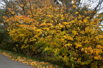 Persian Parrotia Trees