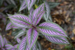 Persian Shield Leaves at the Kanapaha Botanical Gardens