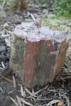 Petrified Tree Side View