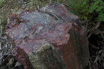 Petrified Tree Top View