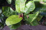 Philodendron "Moonlight"