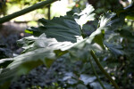 Philodendron x Evansii Leaf