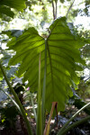 Philodendron x Evansii Leaves