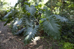 Philodendron x Evansii