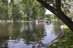 Photo Taken From Edge of the Lake at the Boston Public Garden