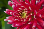 "Pianella" Hybrid Dahlia Flower Close-up