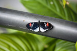 Piano Key Butterfly