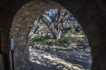 Picture of the Live Oak at the Alamo