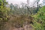 Picture Taken along the Fort Caroline Nature Trail